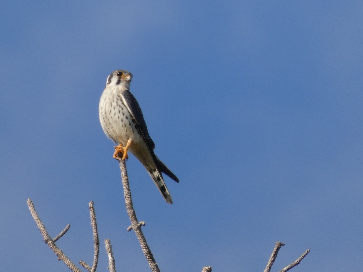 American Kestrel - ML643779330
