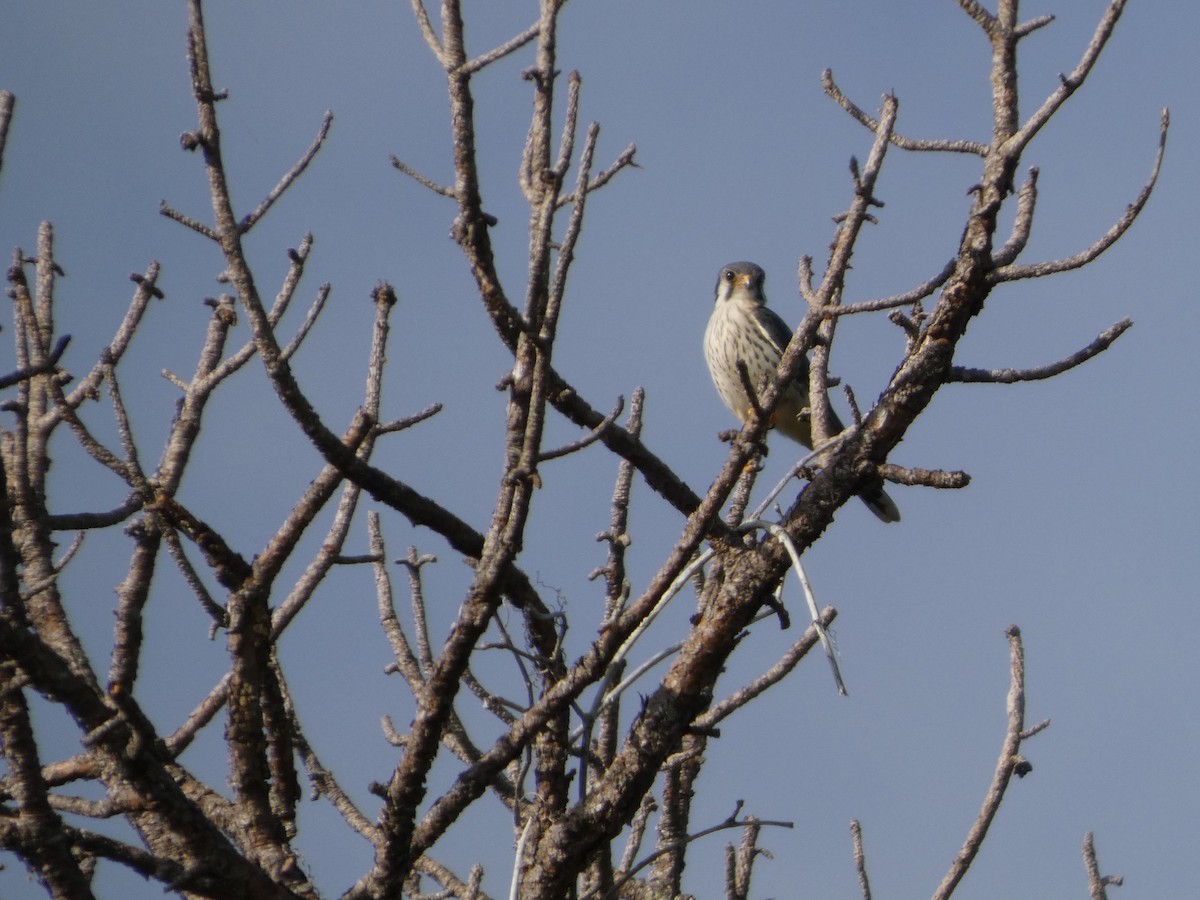 American Kestrel - ML643779331
