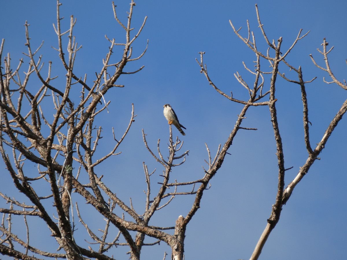 American Kestrel - ML643779332