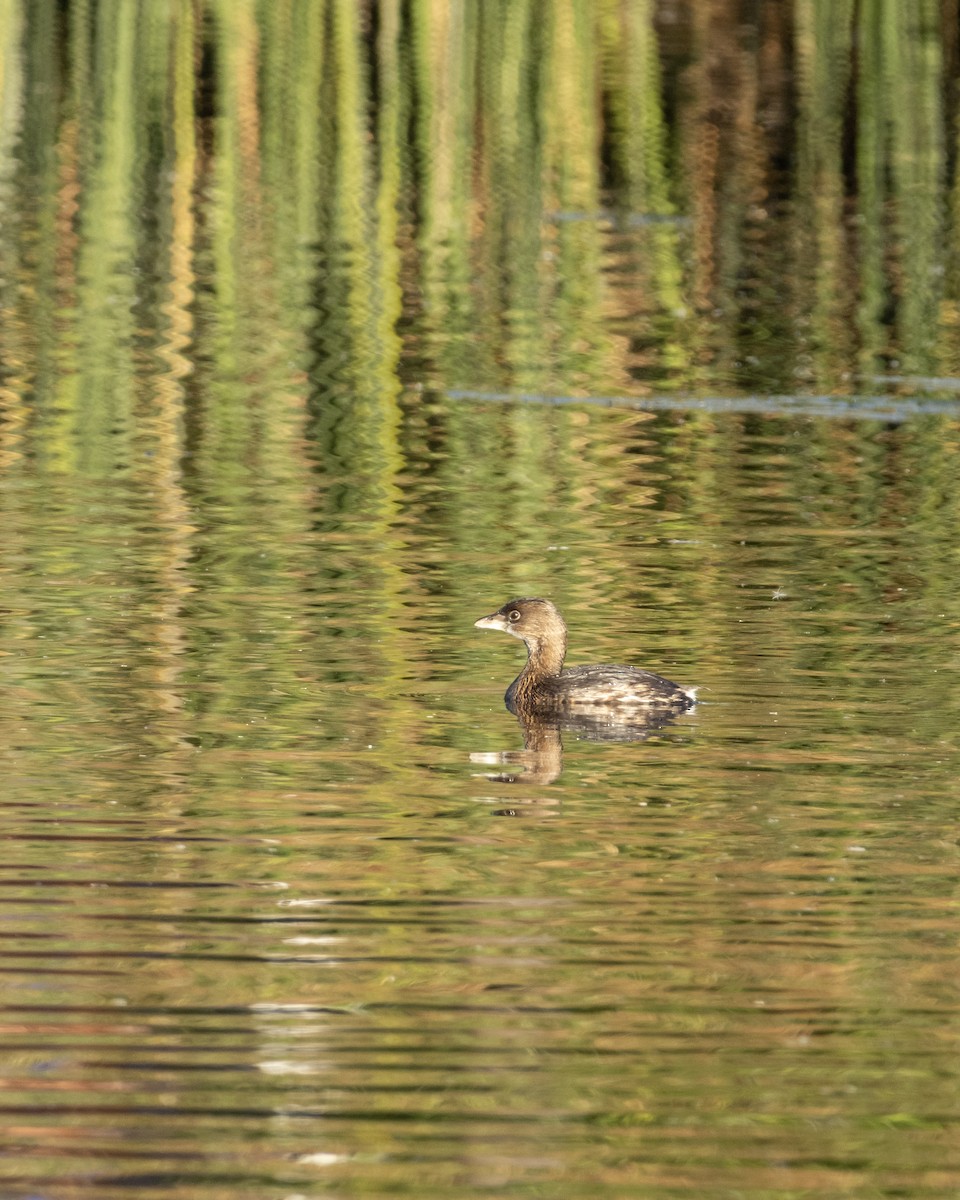 Pied-billed Grebe - ML643779334