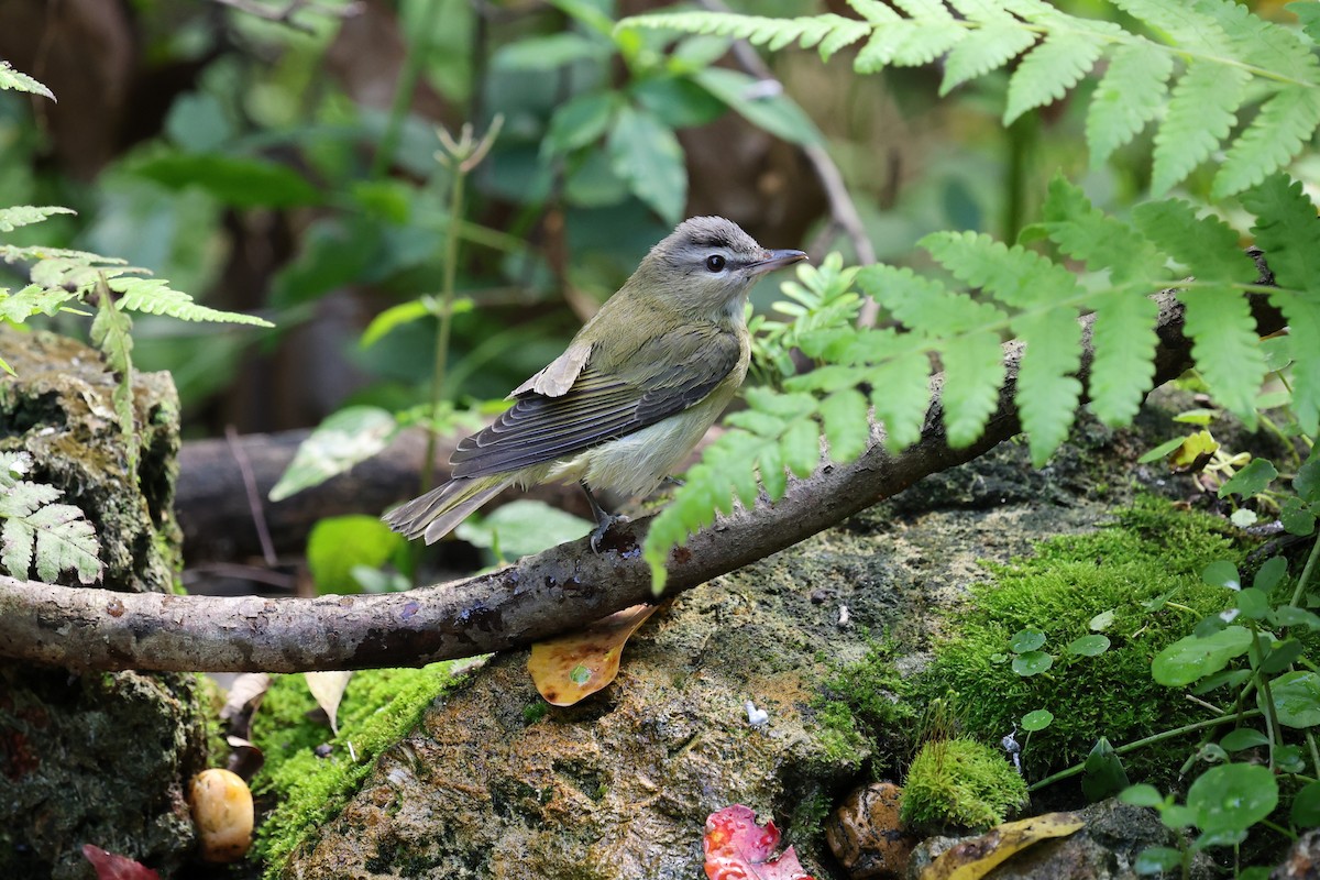Red-eyed Vireo - ML643779335