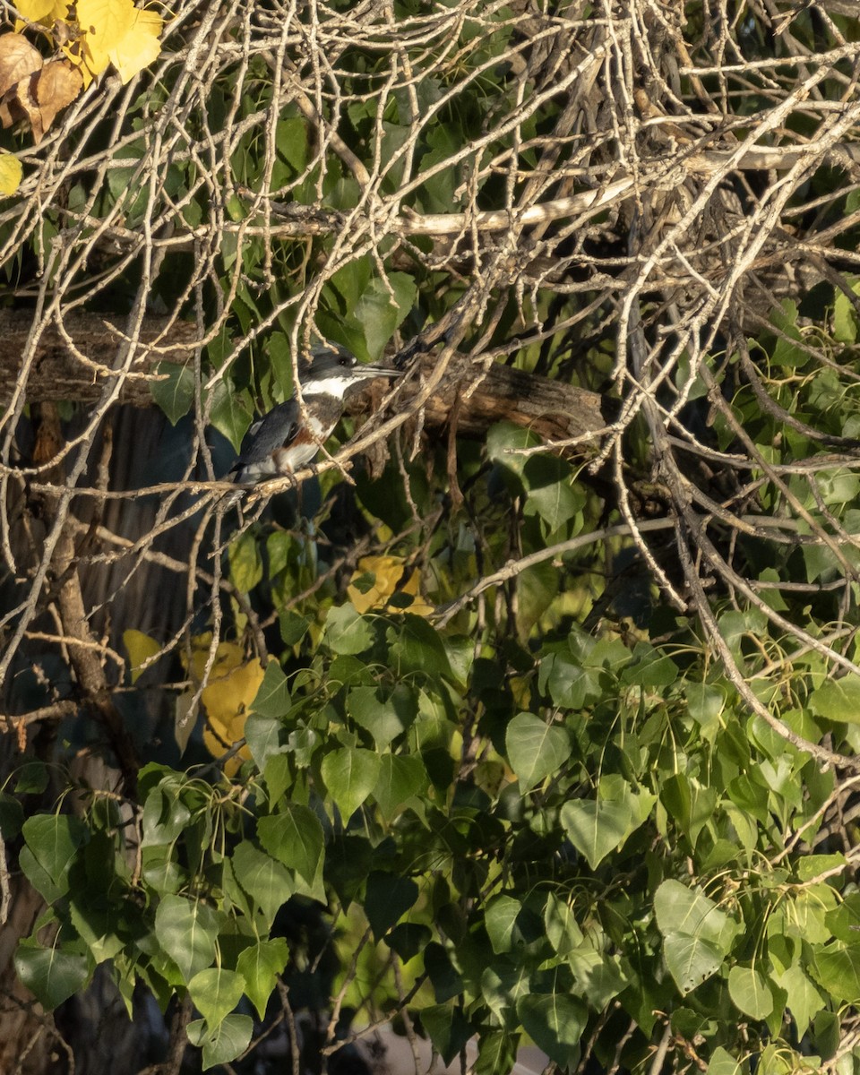 Belted Kingfisher - ML643779336