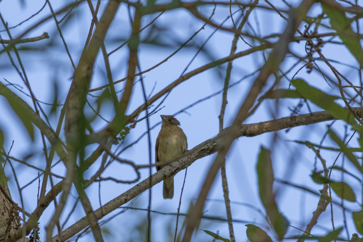 Scaly-breasted Munia - ML643779339