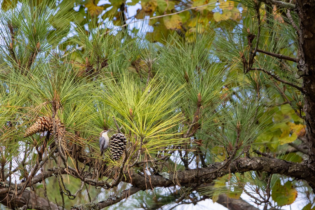 Brown-headed Nuthatch - ML643779348