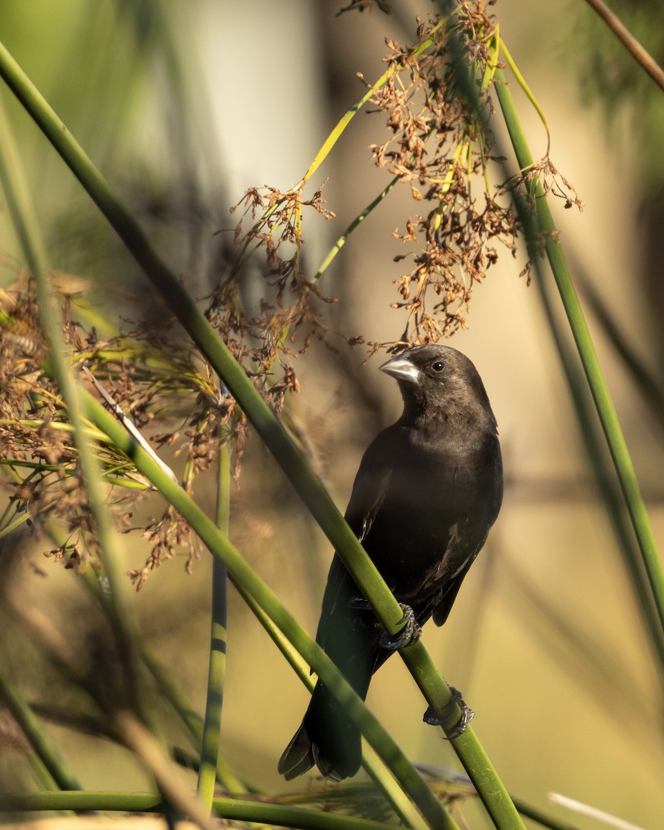 Brown-headed Cowbird - ML643779352