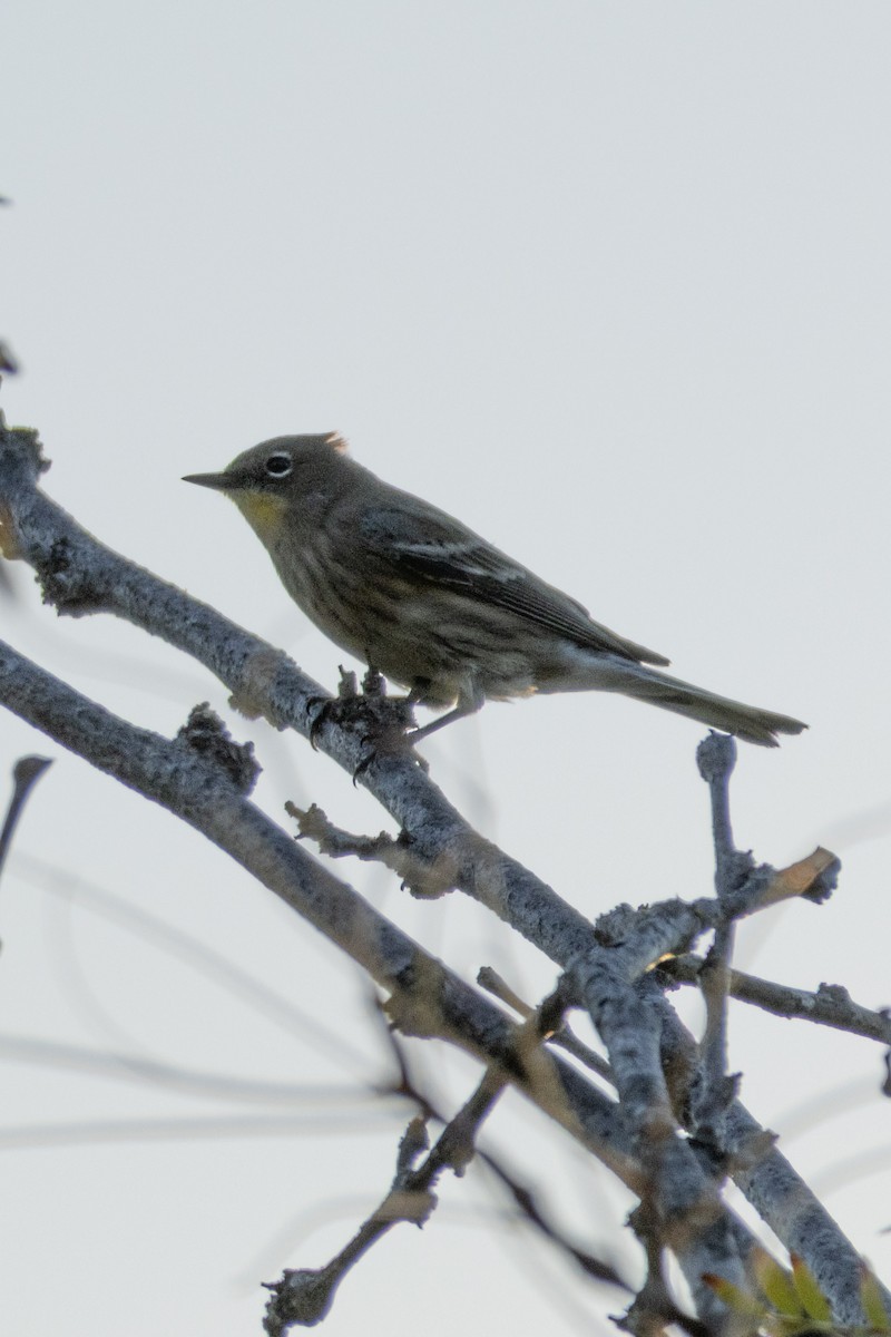Yellow-rumped Warbler - ML643779366