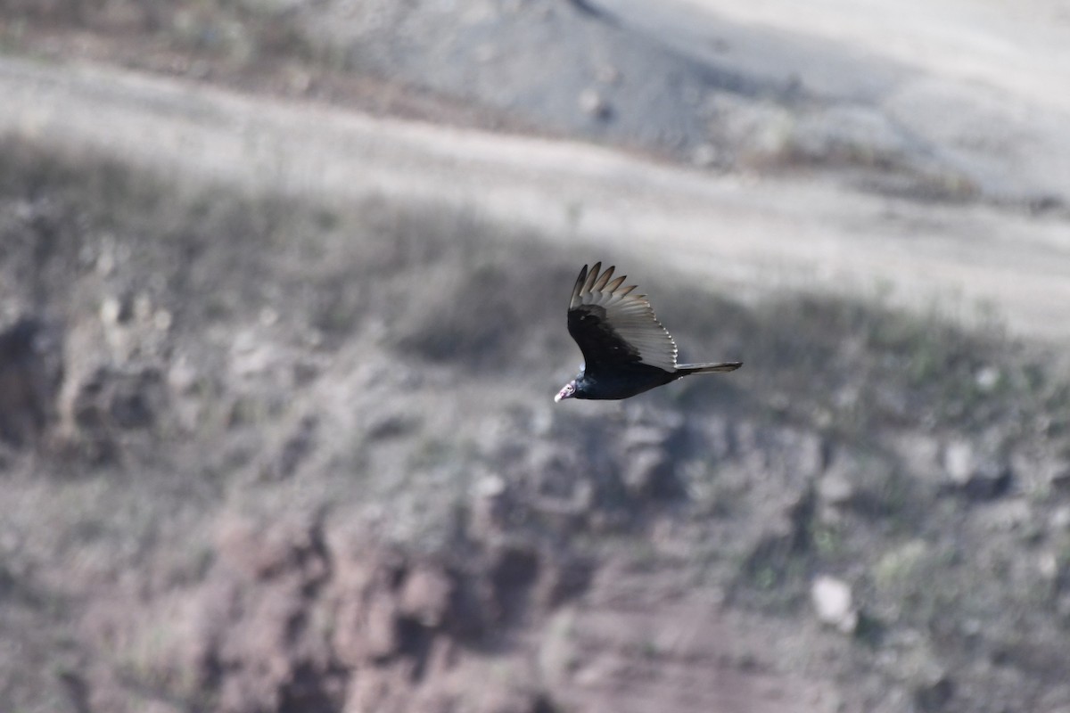 Turkey Vulture - ML643779398