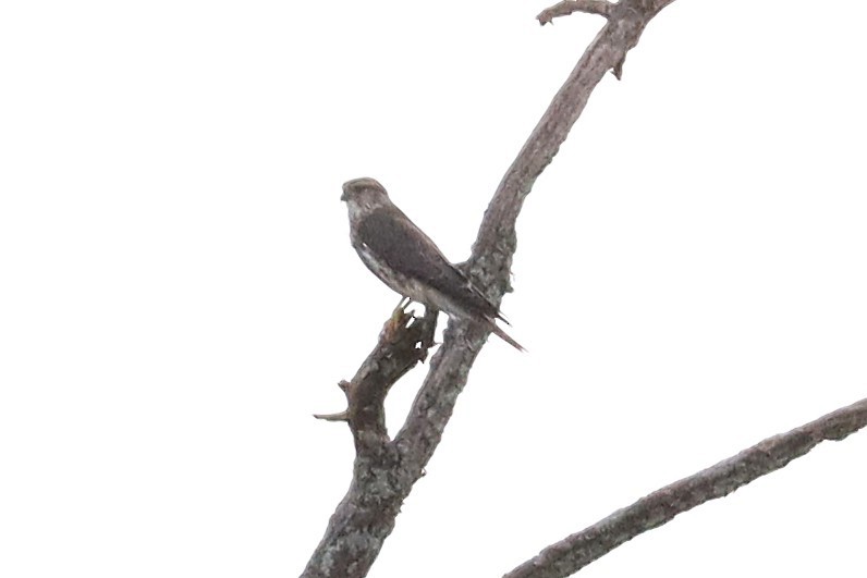 灰背隼 - ML643779429