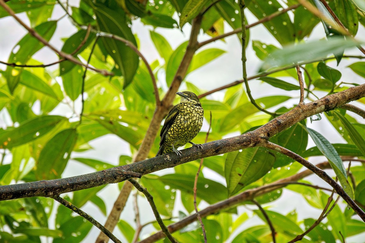 Scaled Fruiteater - ML643779442