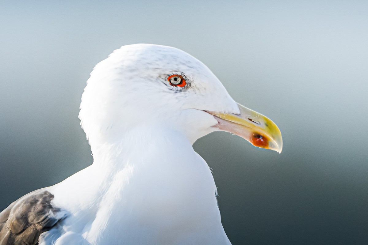 Great Black-backed Gull - ML643779443