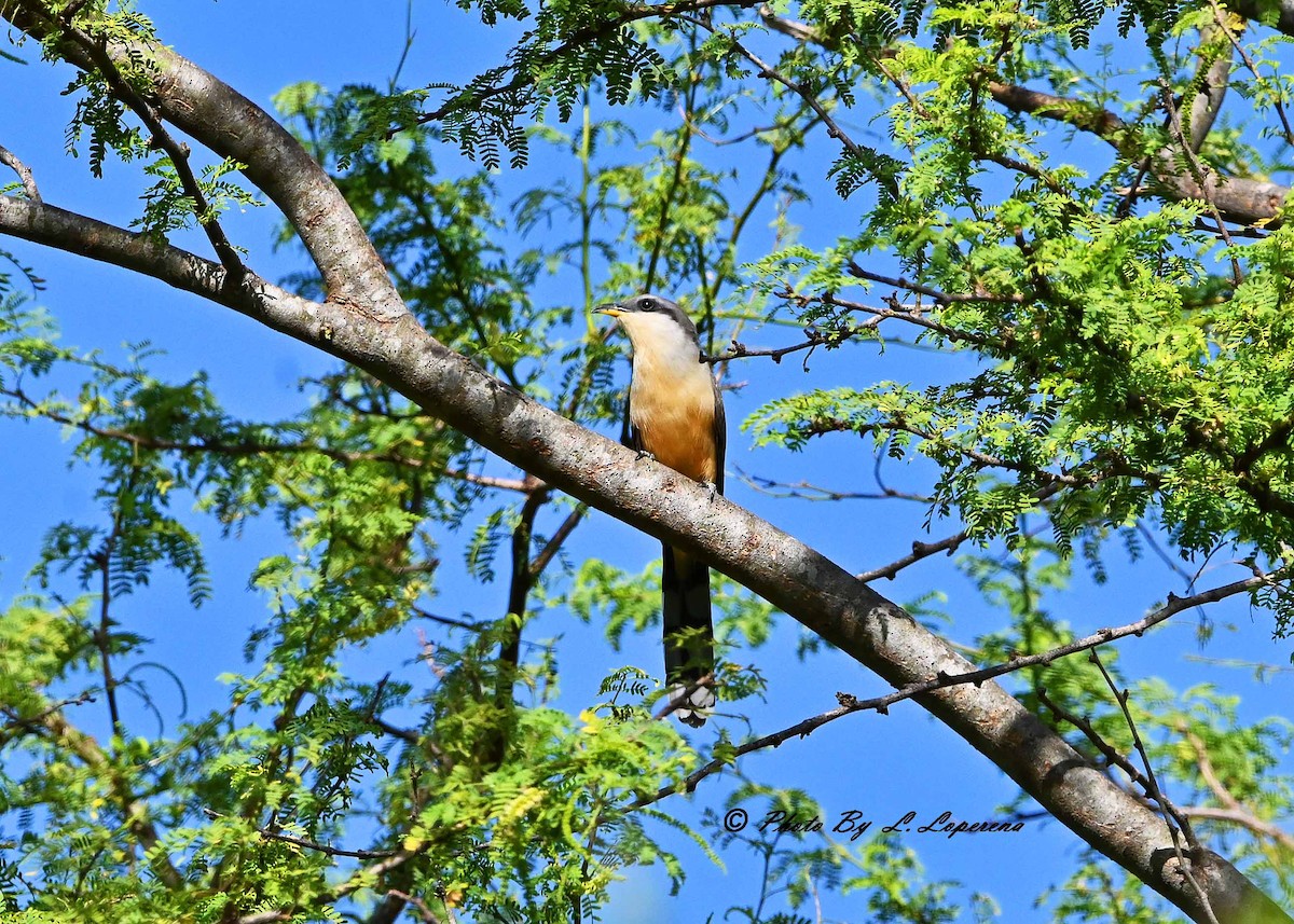 Mangrove Cuckoo - ML643779457