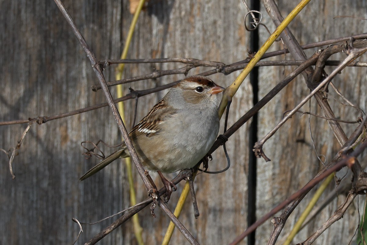 White-crowned Sparrow - ML643779459
