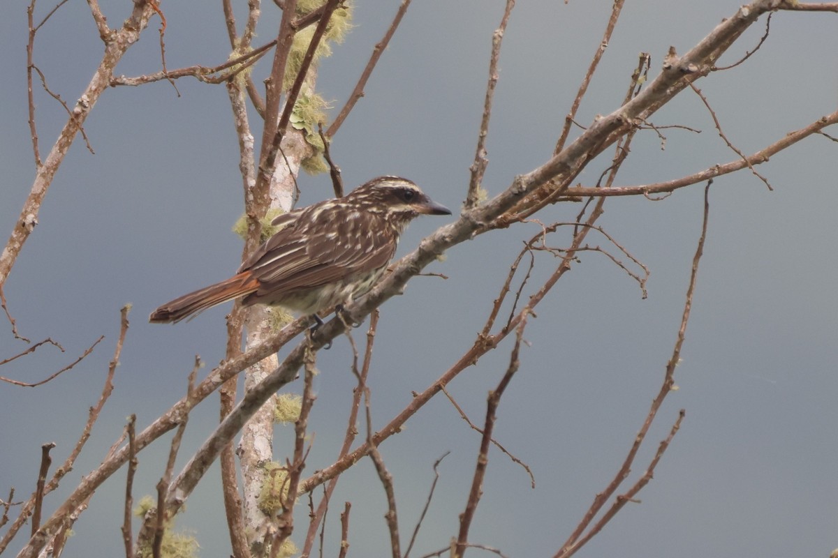 Streaked Flycatcher - ML643779467