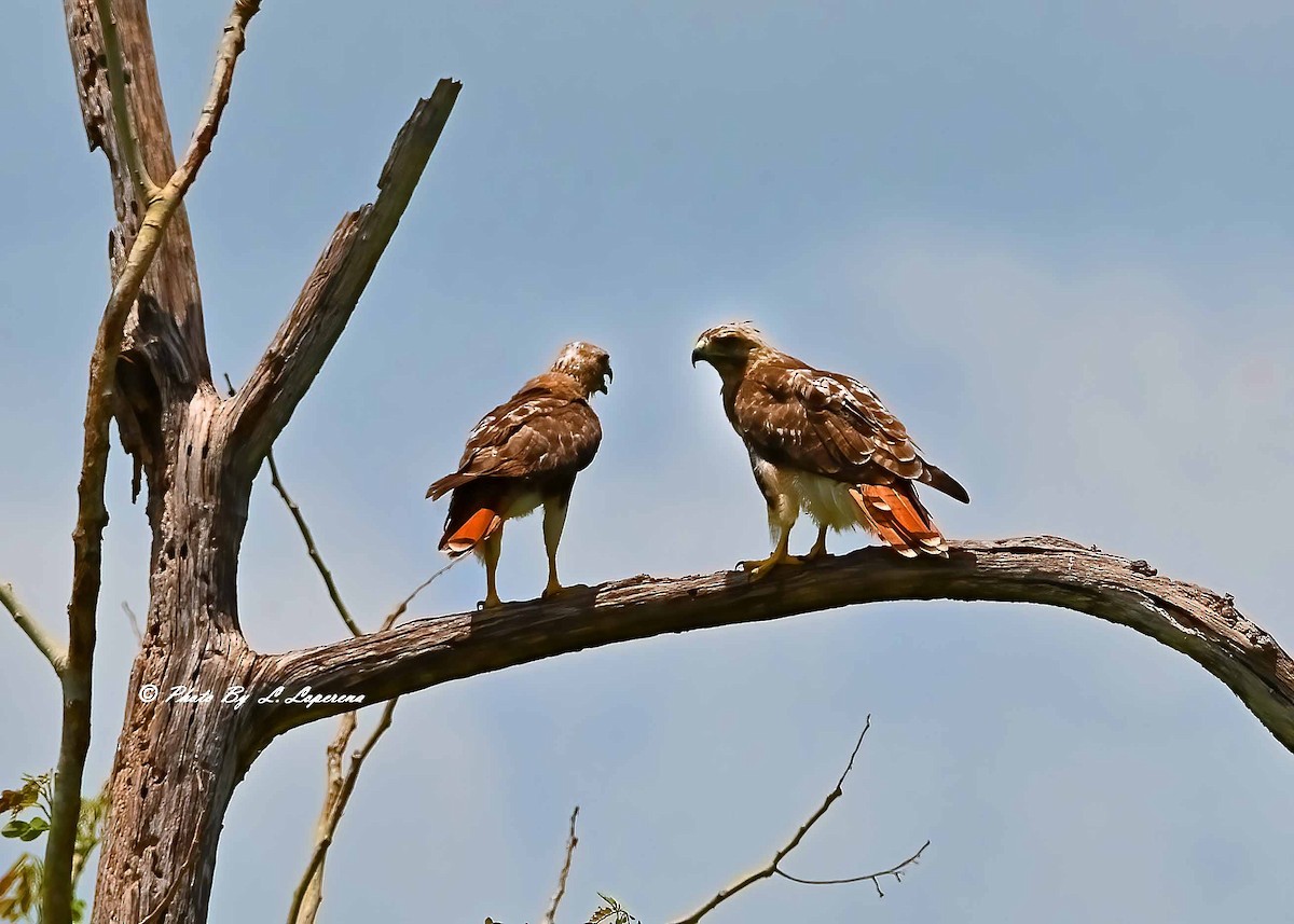 Zapelatz buztangorria - ML643779478