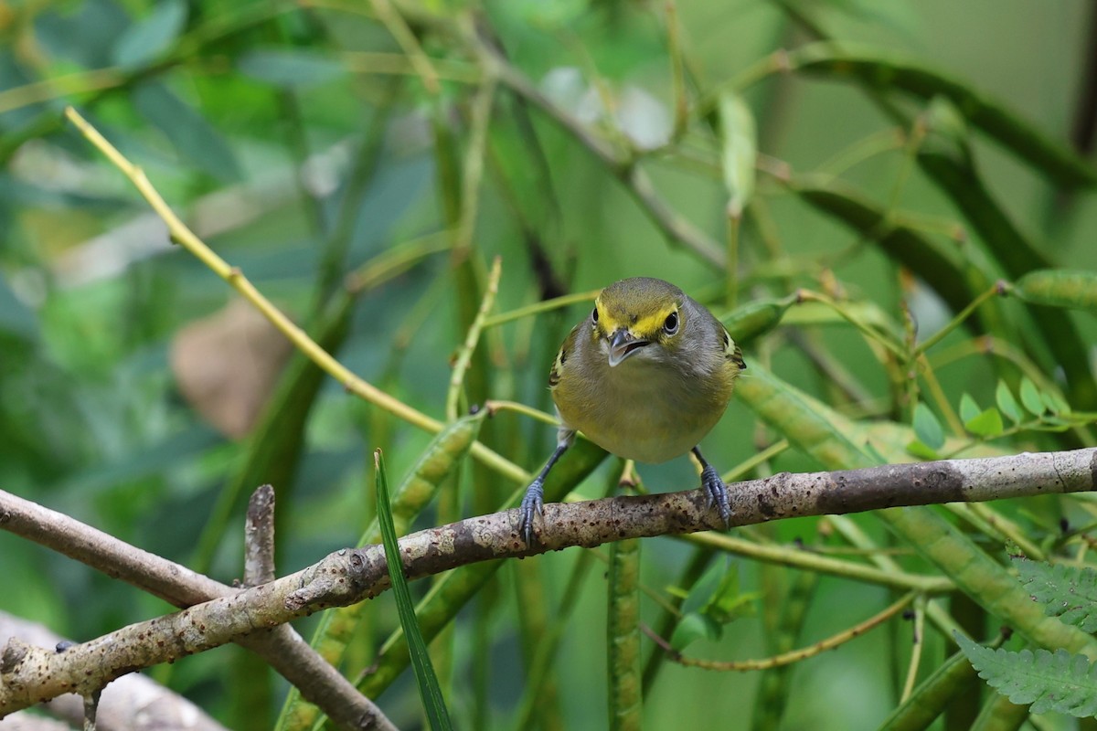 Weißaugenvireo - ML643779486