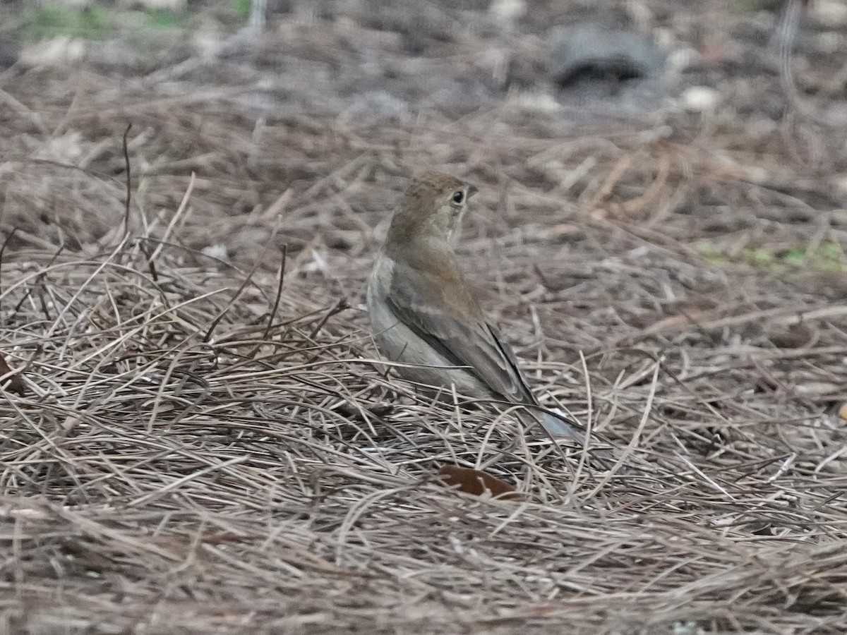 Indigo Bunting - ML643779487
