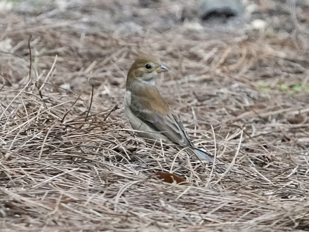 Indigo Bunting - ML643779488