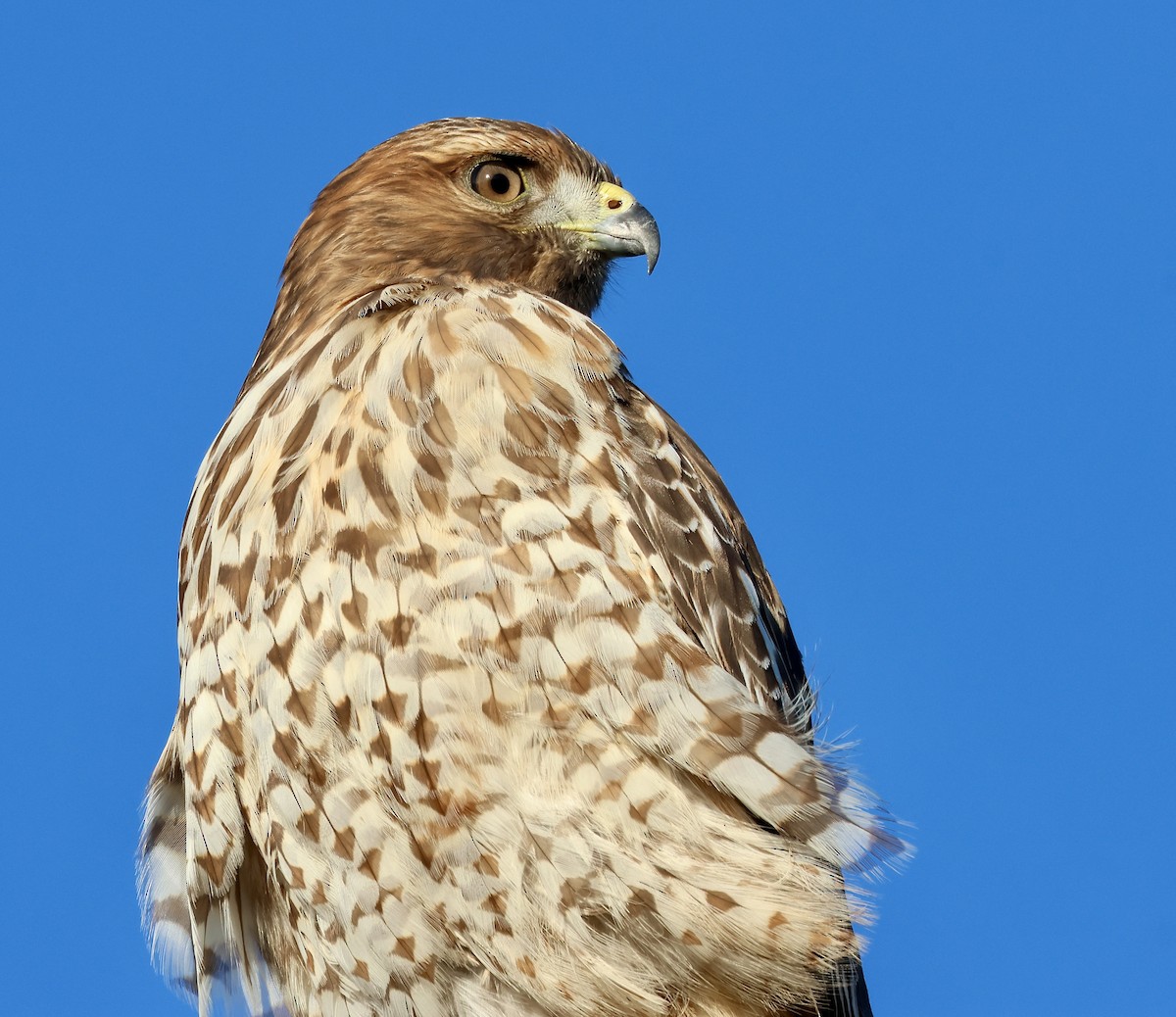 Red-shouldered Hawk - ML643779495