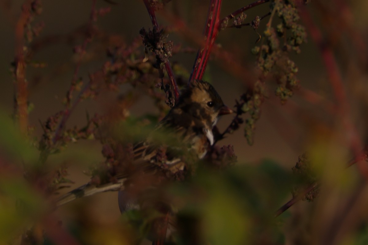 Harris's Sparrow - ML643779496