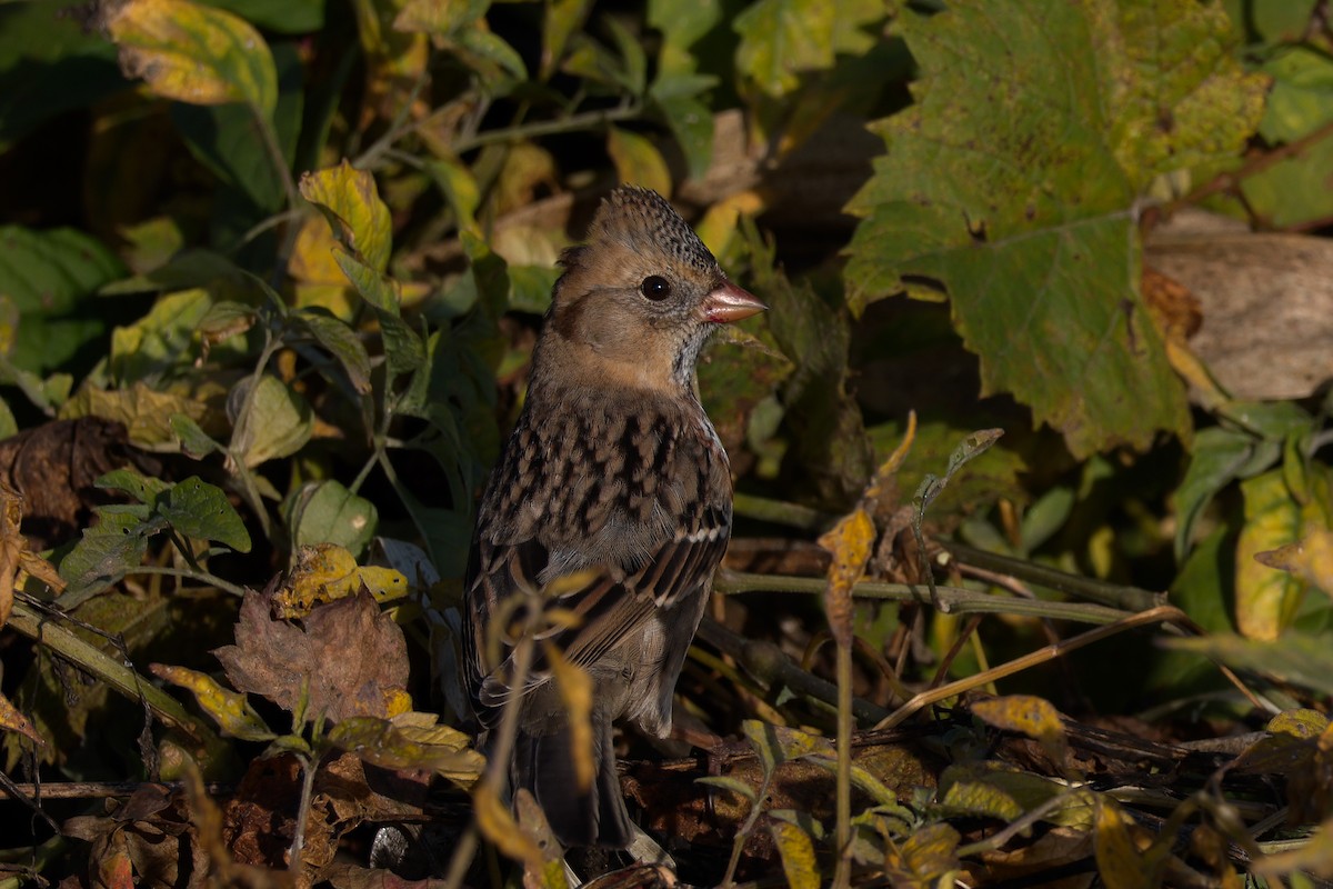 Harris's Sparrow - ML643779498