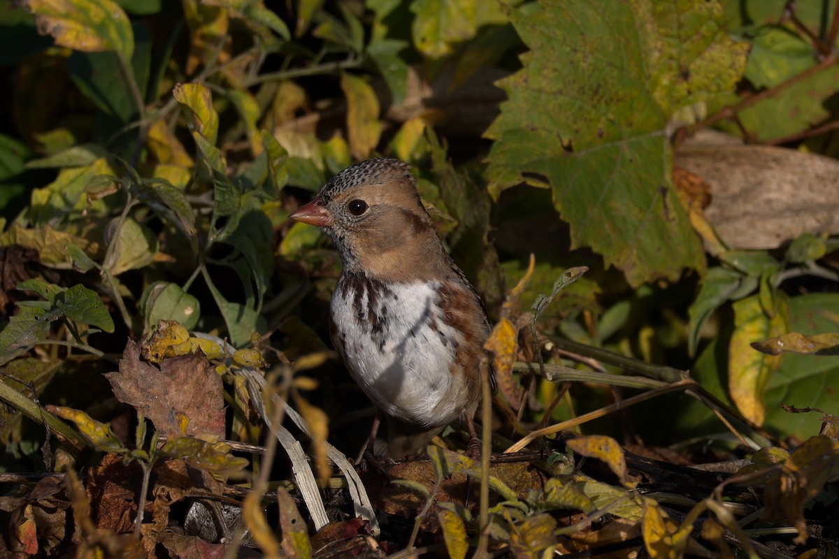 Harris's Sparrow - ML643779499
