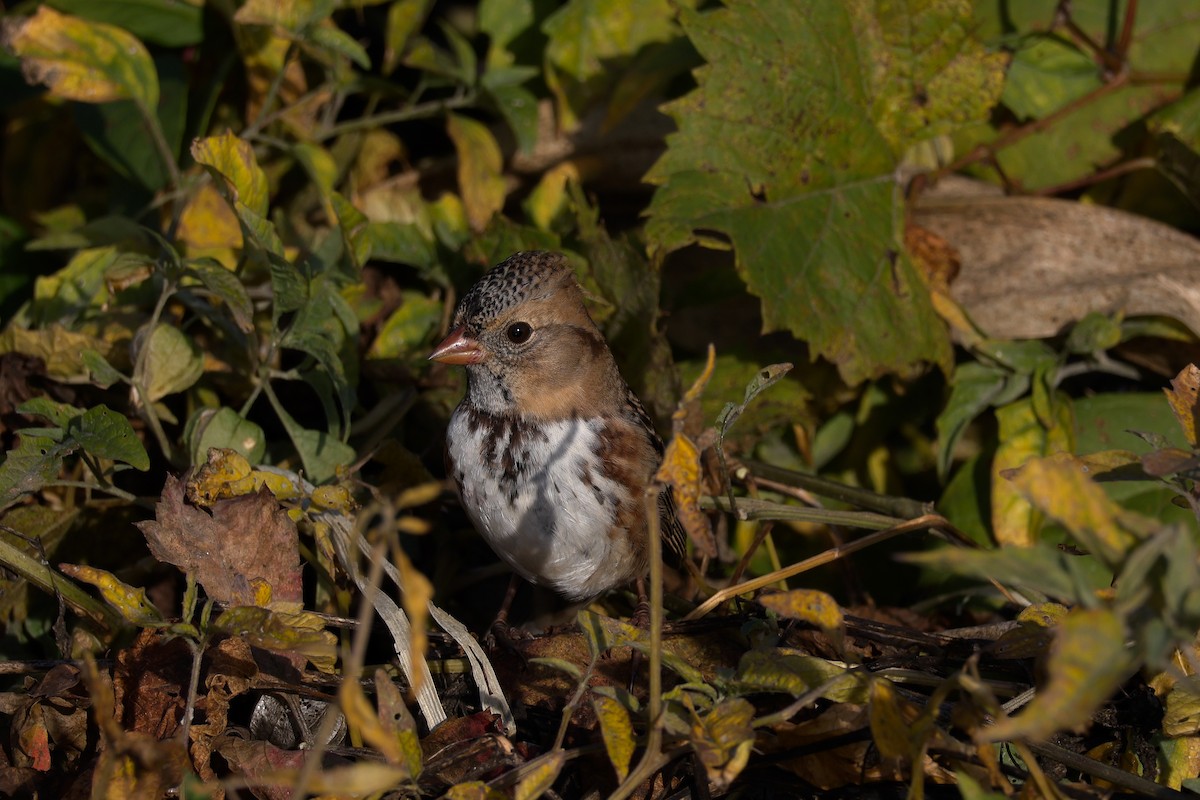 Harris's Sparrow - ML643779500