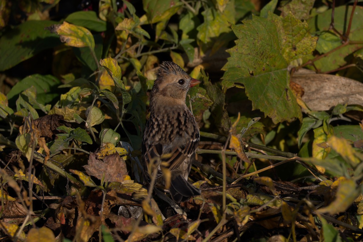 Harris's Sparrow - ML643779502