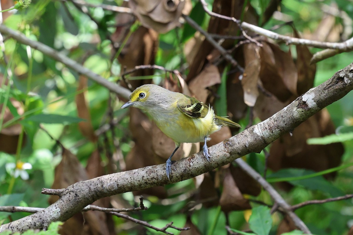 Weißaugenvireo - ML643779503