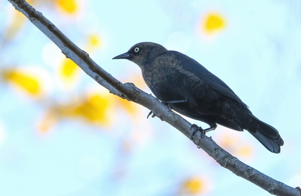 Rusty Blackbird - ML643779504