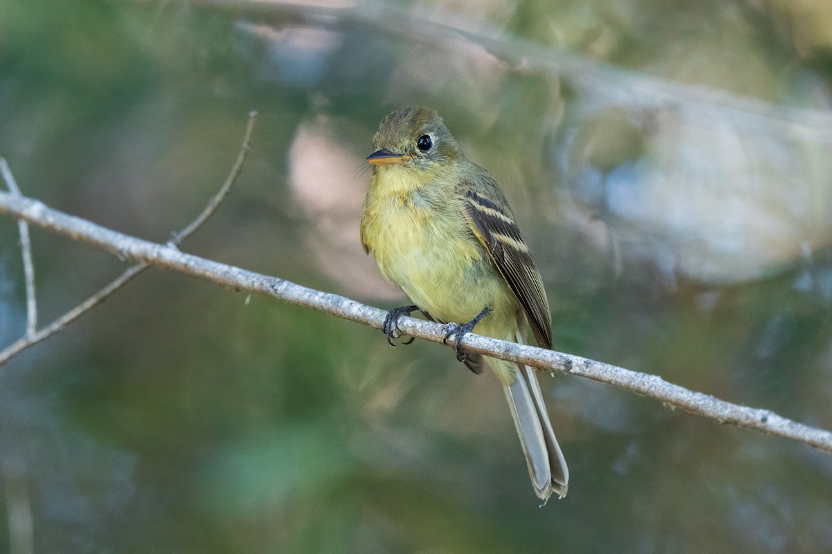 Western Flycatcher (Pacific-slope) - ML643779509