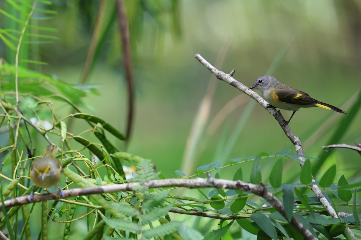 Weißaugenvireo - ML643779511