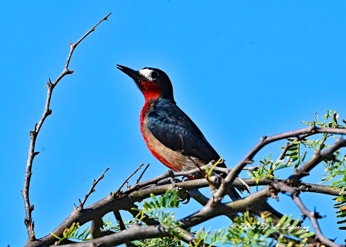 Puerto Rican Woodpecker - ML643779515