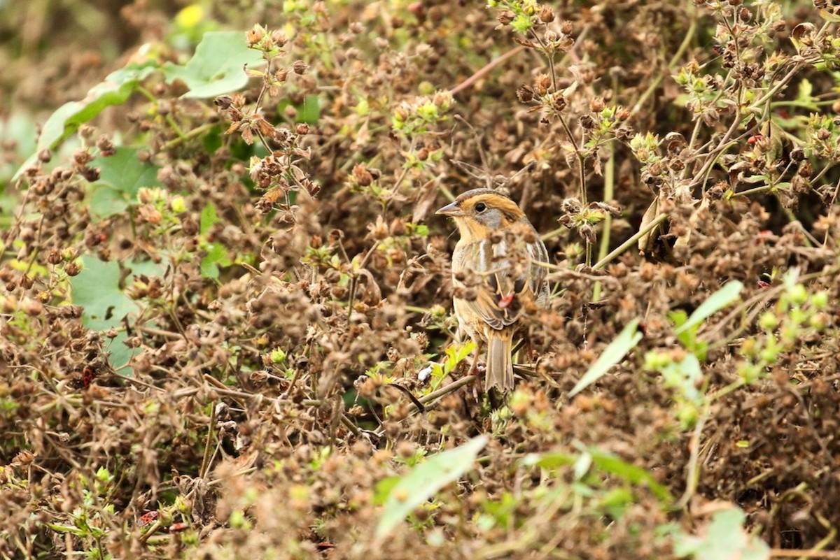 Nelson's Sparrow - ML643779517