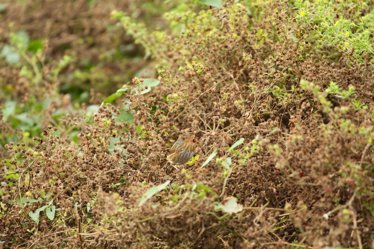 Nelson's Sparrow - ML643779519