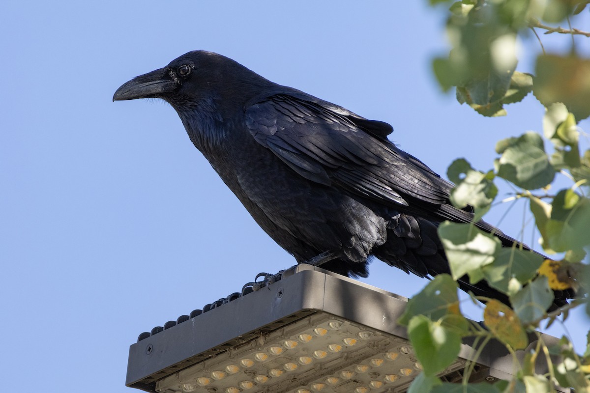 Common Raven - ML643779525
