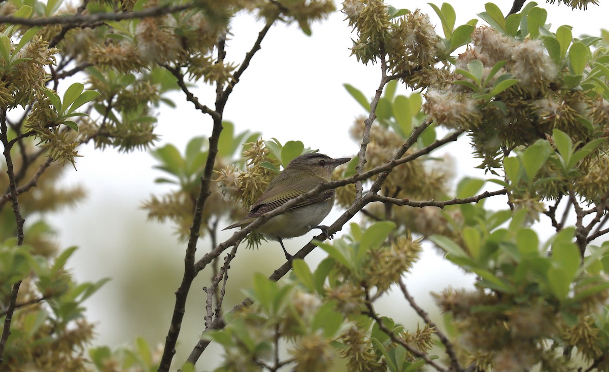 Red-eyed Vireo - ML643779527