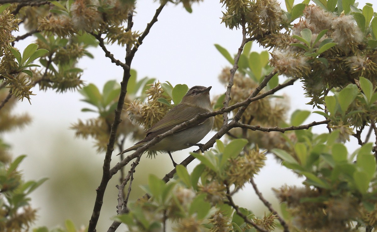 Red-eyed Vireo - ML643779531