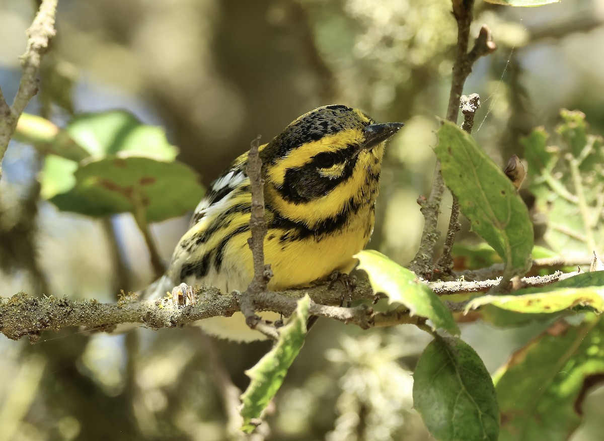 Townsend's Warbler - ML643779532