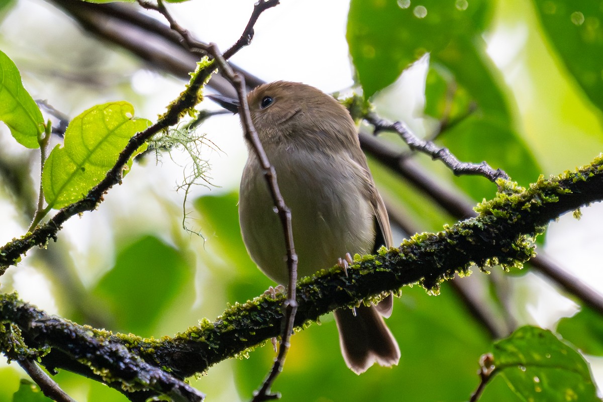 Large-billed Scrubwren - Catia T