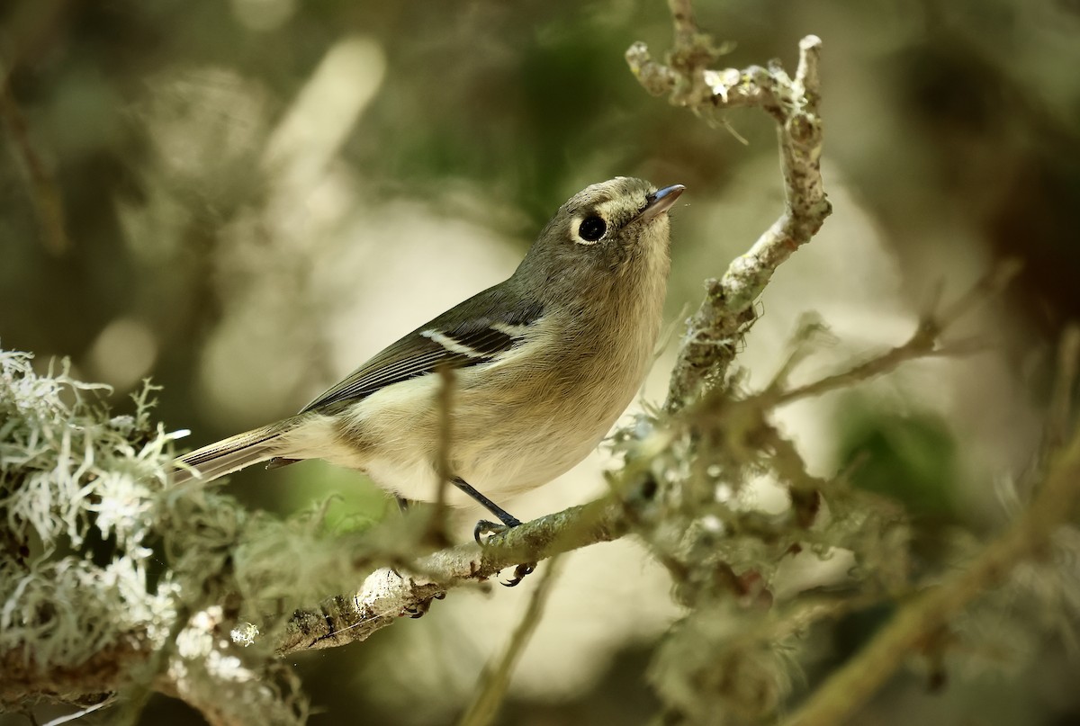 Hutton's Vireo - ML643779553