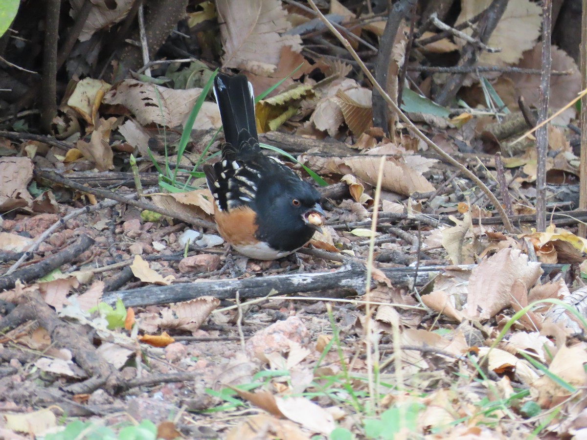 Spotted Towhee (maculatus Group) - ML643779556