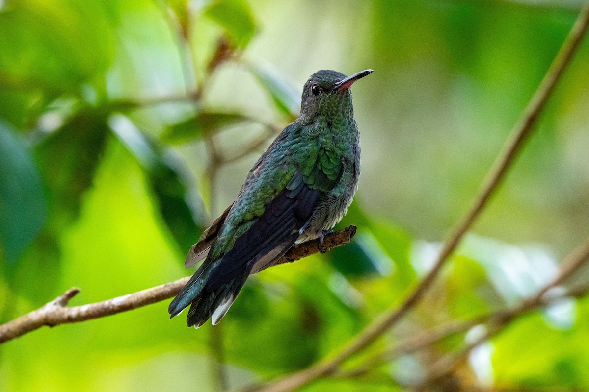 Schuppenbrustkolibri - ML643779557
