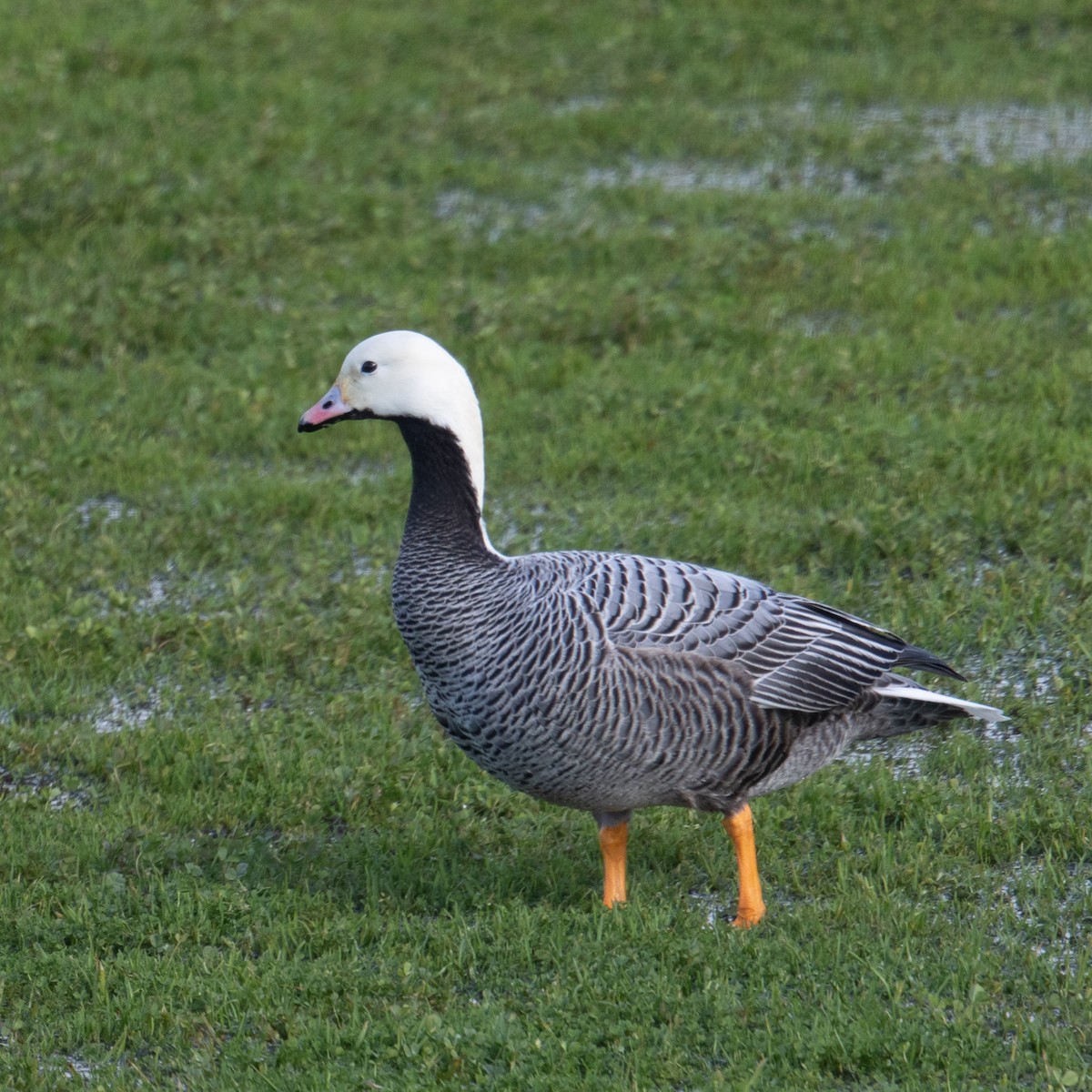 Emperor Goose - ML643779558
