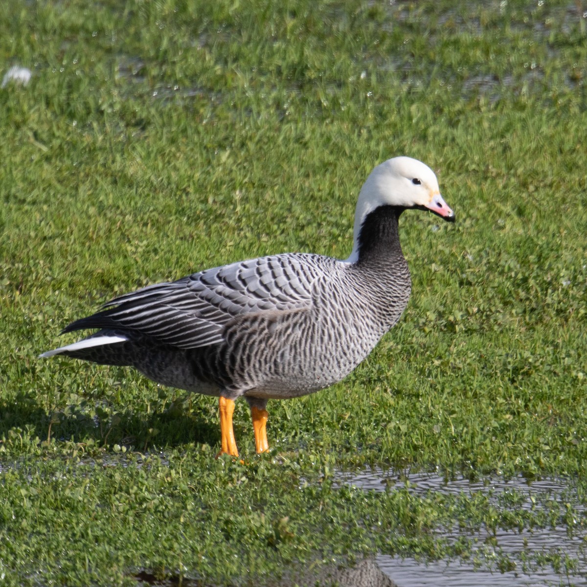 Emperor Goose - ML643779560