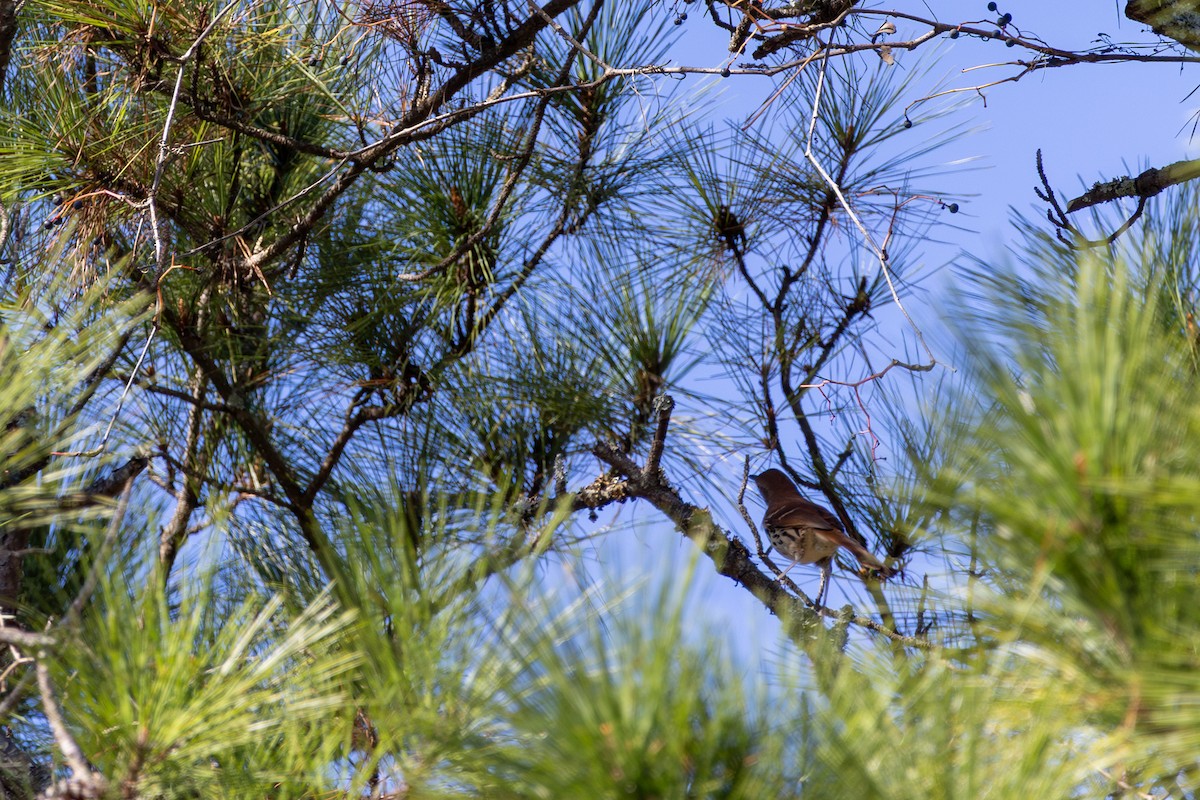 Brown Thrasher - ML643779567