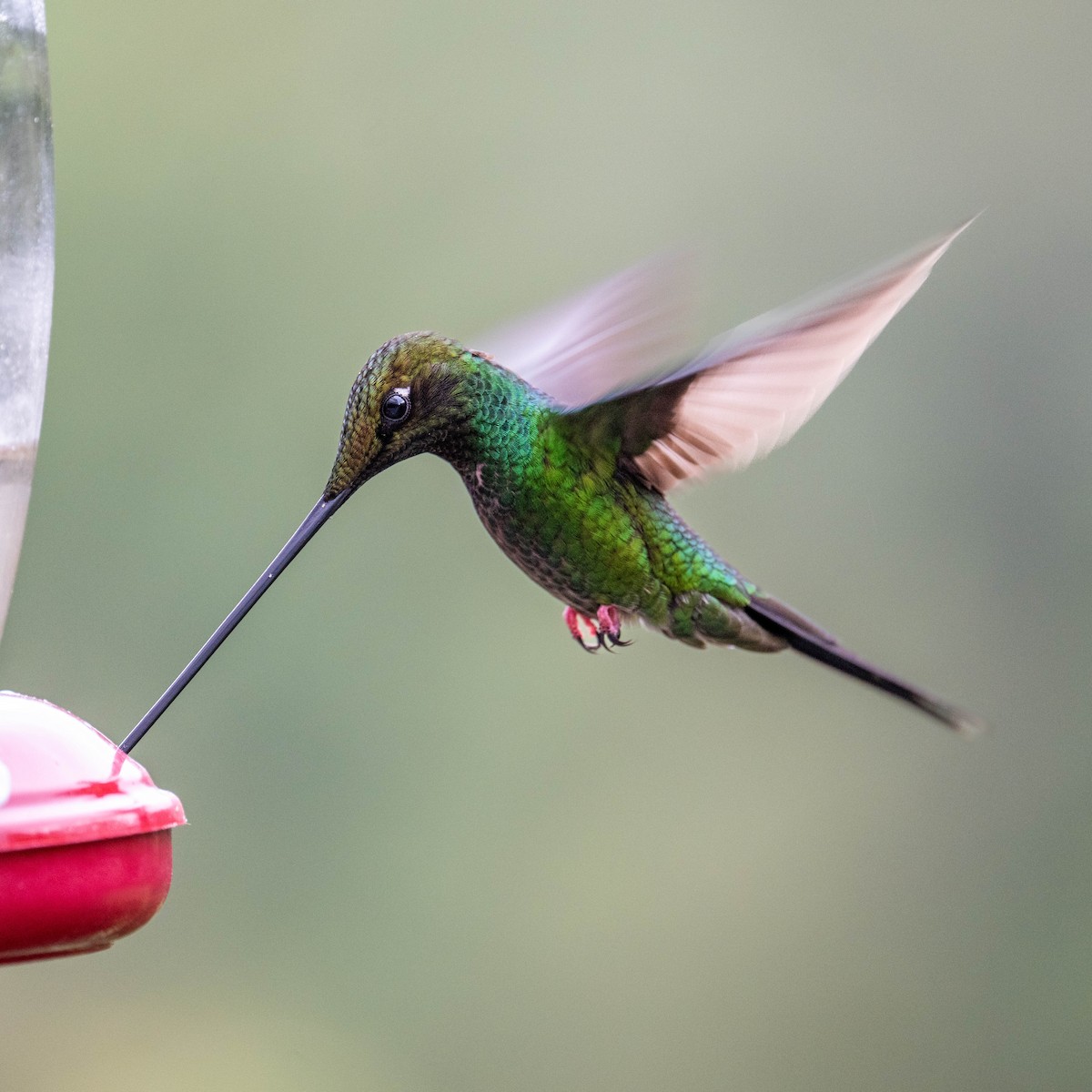 Sword-billed Hummingbird - ML643779571