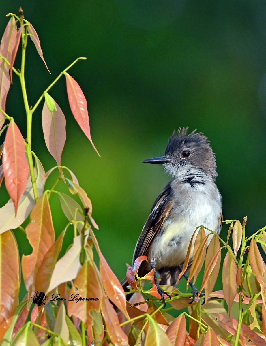 Puerto Rican Flycatcher - ML643779573
