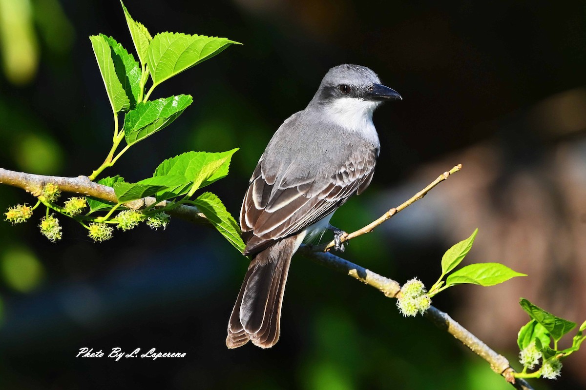 Gray Kingbird - ML643779585
