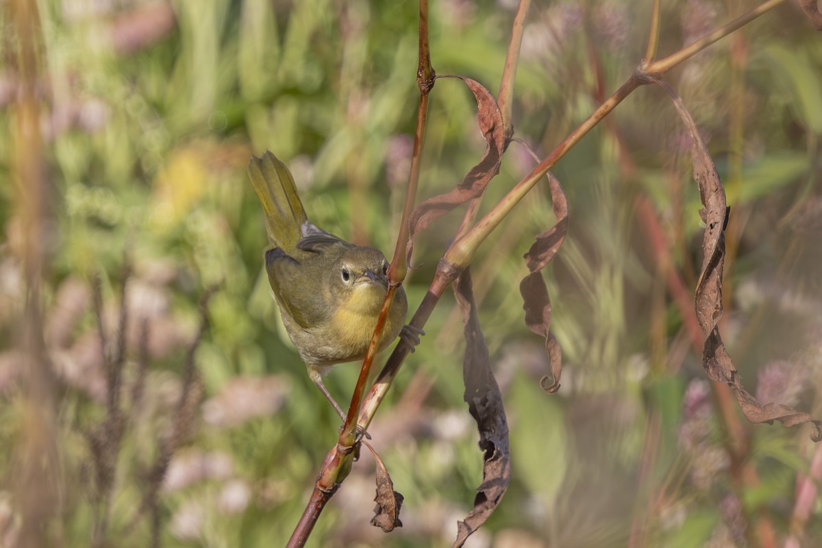 Common Yellowthroat - ML643779594