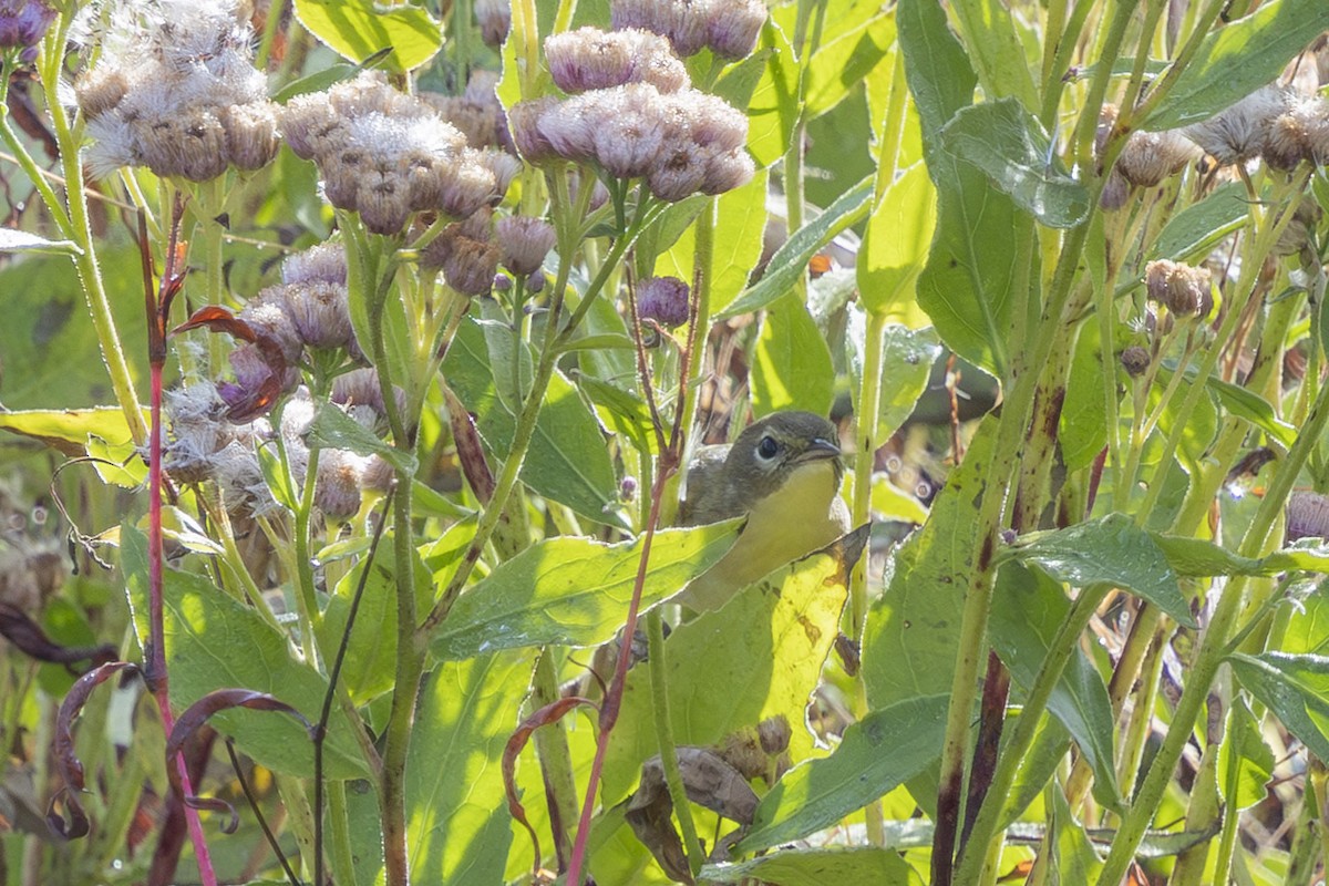 Common Yellowthroat - ML643779596
